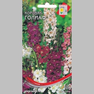 Коровяк Голиаф (вербаскум)