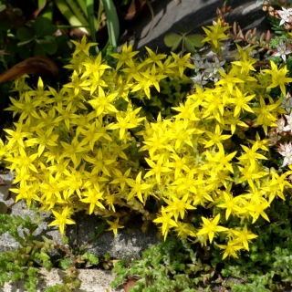 Очиток Желтый