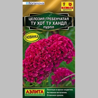 Целозия Ту Хот Ту Хандл Пурпл (гребенчатая)
