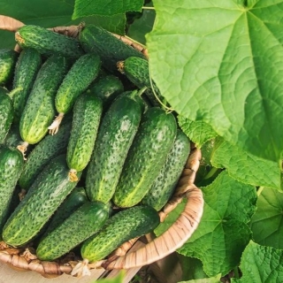 Огурец Бостонский Засолочный F1 (Boston Pickling) (большой пакет)