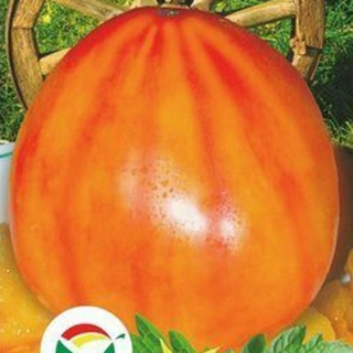 Томат Золотое колесо