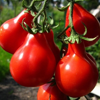 Томат Японский трюфель красный