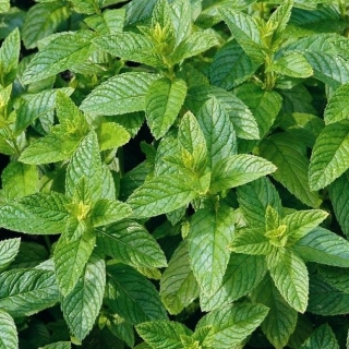 Мята Ясная нотка