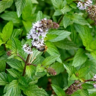 Мята Болотная