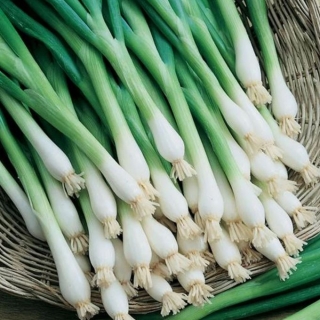 Лук Пикник (батун)