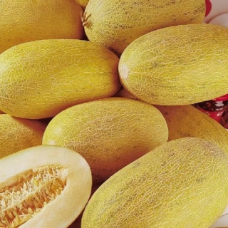 Дыня Нектарин