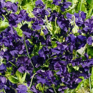 Горошек душистый Роял Фэмили Синий