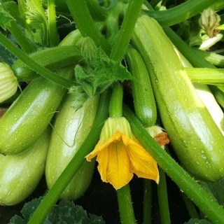 Кабачок Камили F1