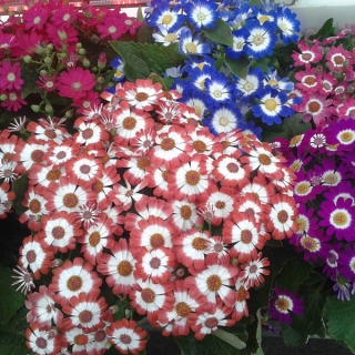 Цинерария кровавая Высокорослая смесь