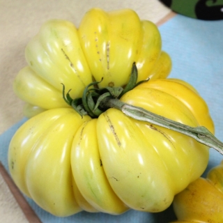 Томат Золотое лукошко