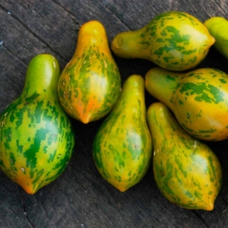 Томат Майкл Поллан