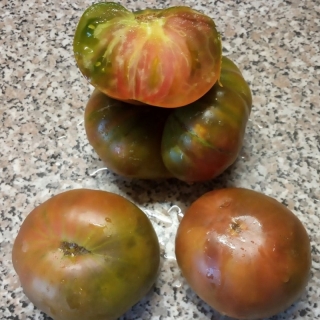 Томат Бурый медведь