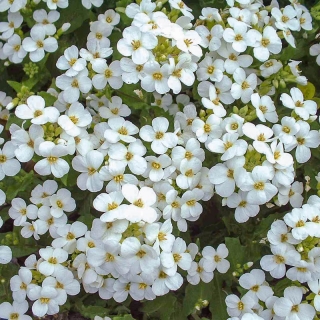 Арабис Белый Альпийский