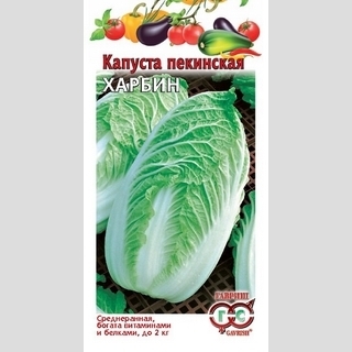 Капуста Харбин пекинская