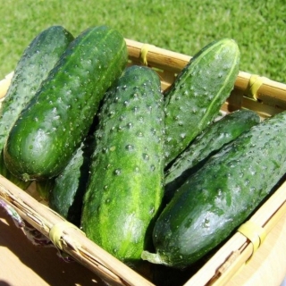 Огурец Таганай F1 ® (большой пакет)