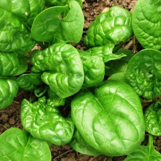 Шпинат Витаминный Король