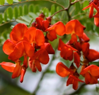 Сесбания Меконг крупноцветковая