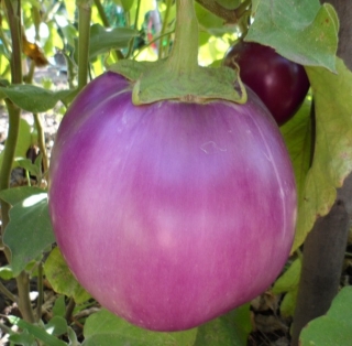 Баклажан Пятачок