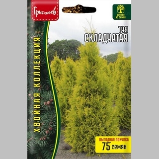 Туя Складчатая (большой пакет)