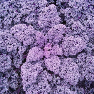 Капуста Редбор F1 (листовая)