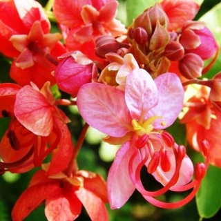 Кассия Феникс яванская