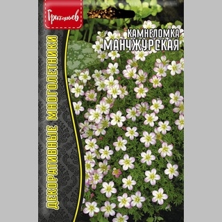 Камнеломка Манчжурская (большой пакет)