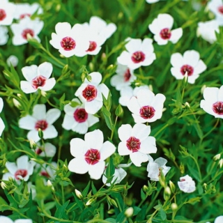 Лен Яркие Глазки