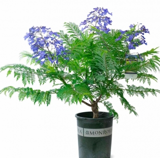 Жакаранда мимозолистная