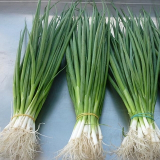 Лук Майский (батун)