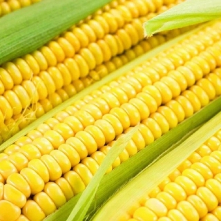 Кукуруза Краснодарский сахарный 250 СВ F1