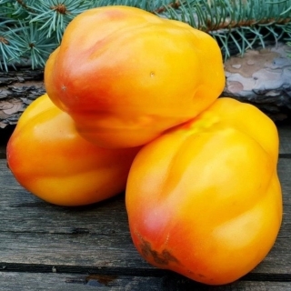 Томат Калифорнийский Тюльпан (большой пакет)