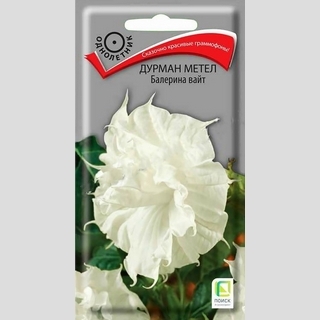 Дурман Балерина Вайт