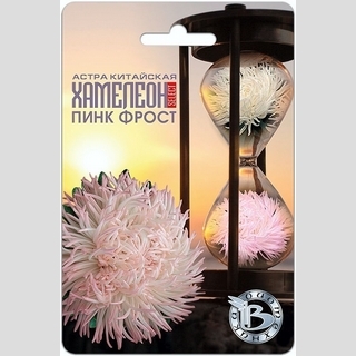 Астра Хамелеон селект Пинк Фрост