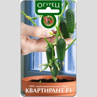 Огурец Квартирант F1
