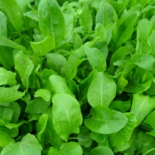 Щавель Щи-Борщи