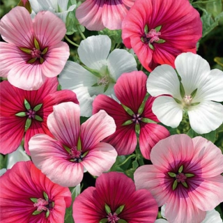 Малопа Капри смесь