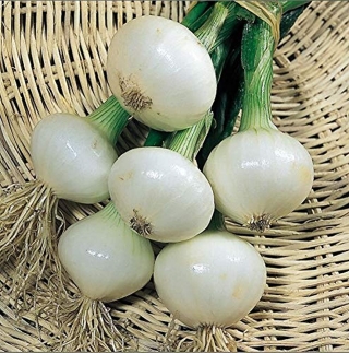 Лук Изумруд шалот