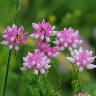 Вязель Розовый бриз разноцветный