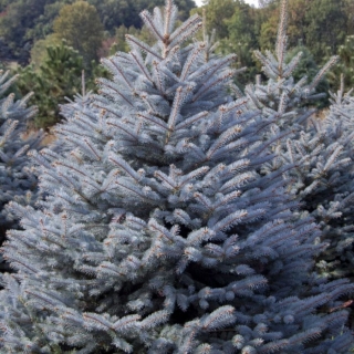 Ель Кайбаб голубая (Kaibab) (большой пакет)