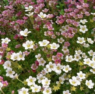 Камнеломка Флорал карпет