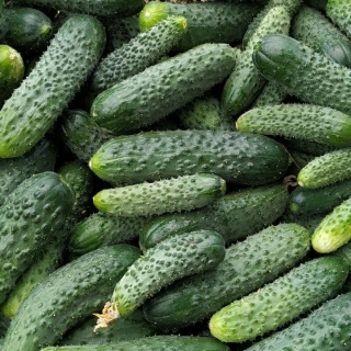 Огурец Комарик F1