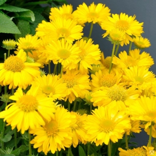 Гайлардия Меса Еллоу