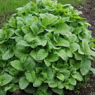 Мелисса лимонная