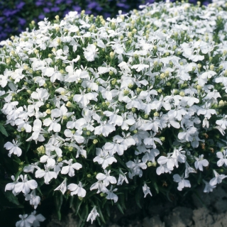 Лобелия Белый дворец (эринус)