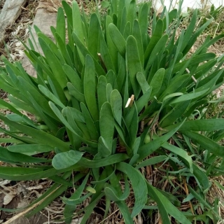 Лук Широколистный слизун