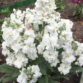 Левкой Дюймовочка Белый