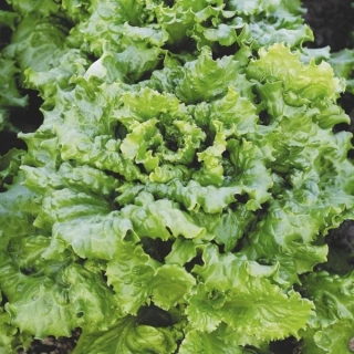 Салат Волшебник