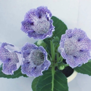 Глоксиния Импресс Синие чернила