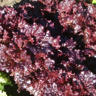 Салат Вишневая Дымка