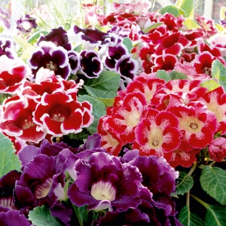 Глоксиния Аванти F1